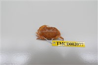 藏品(環紋金沙蟹)的圖片